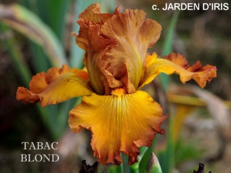 'Tabac Blond' Cayeux 2006